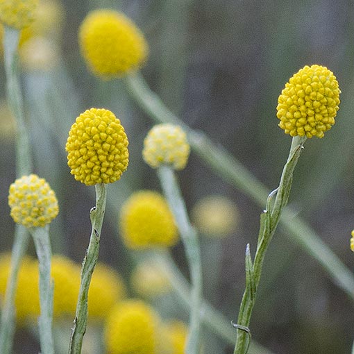 Calocephalus citreus, lemon beautyheads, Tasmania