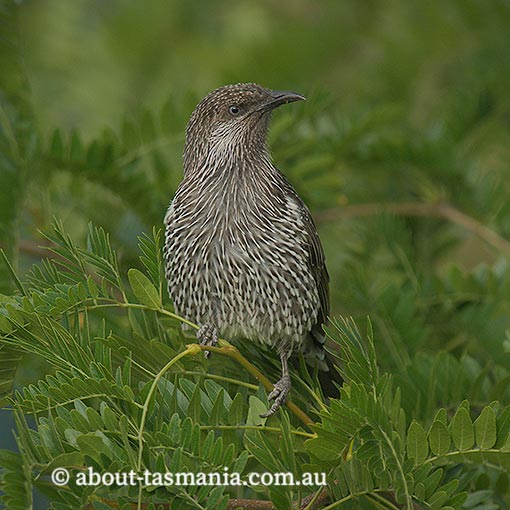 Little Wattlebird, Anthochaera chrysoptera, Tasmania