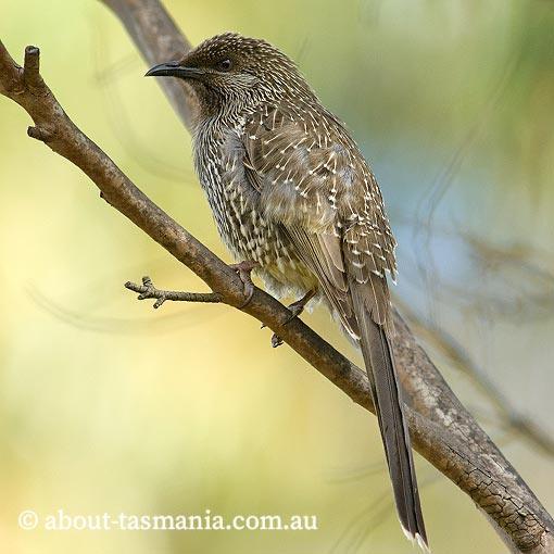 Little Wattlebird, Anthochaera chrysoptera, Tasmania