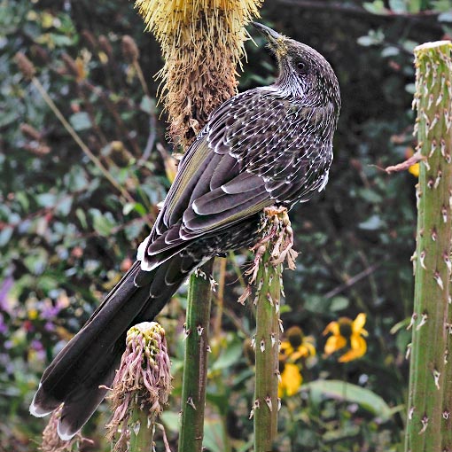 Little Wattlebird, Anthochaera chrysoptera, Tasmania