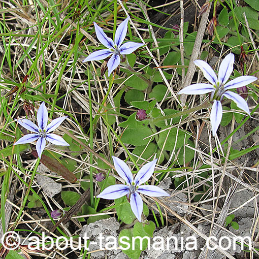 Lobelia pedunculata, matted pratia, Tasmania