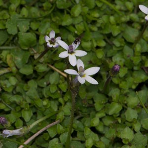 Lobelia pedunculata