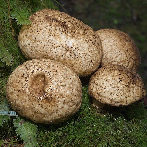Lycoperdon pyriforme, fungi, Tasmania