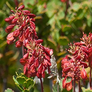 Bellendena montana, Mountain rocket, Tasmania