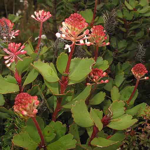 Bellendena montana, Mountain rocket, Tasmania