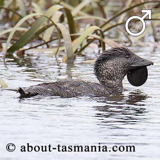 Musk Duck, Biziura lobata, Tasmania