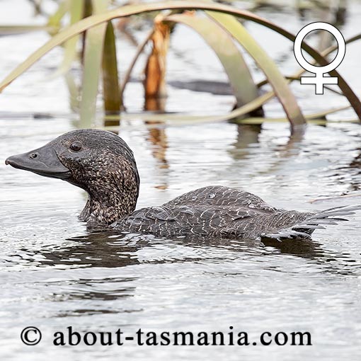 Musk Duck, Biziura lobata, Tasmania