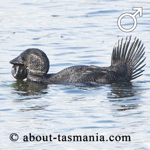 Musk Duck, Biziura lobata, Tasmania