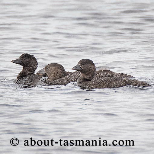 Musk Duck, Biziura lobata, Tasmania