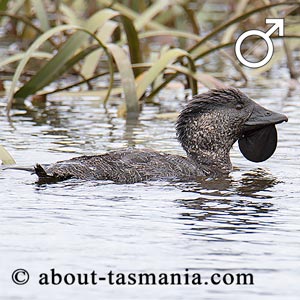 Musk Duck