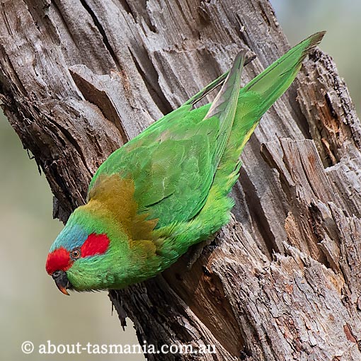 Musk Lorikeet, Glossopsitta concinna, Tasmania