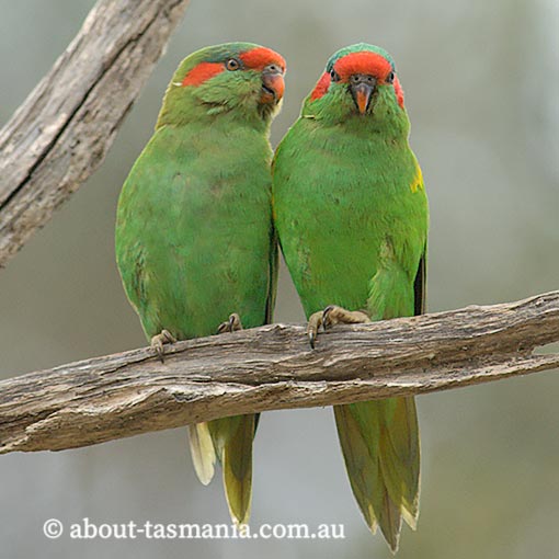 Musk Lorikeet, Glossopsitta concinna, Tasmania