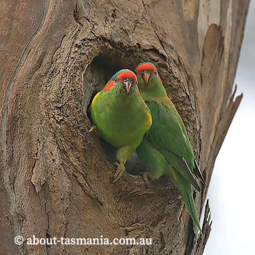 Musk Lorikeet, Glossopsitta concinna, Tasmania