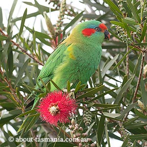 Musk Lorikeet