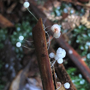 Mycena albidocapillaris