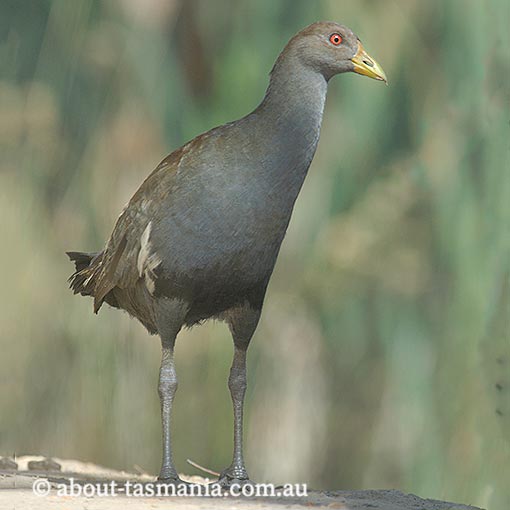 Tasmanian Native-hen, Tribonyx mortierii, Tasmania