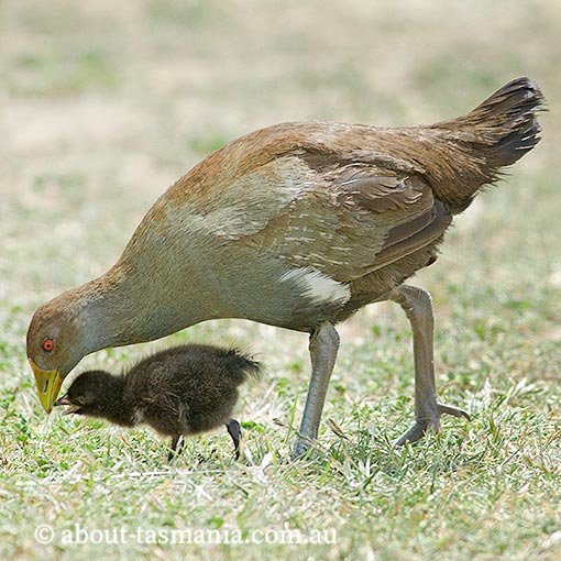 Tasmanian Native-hen, Tribonyx mortierii, Tasmania