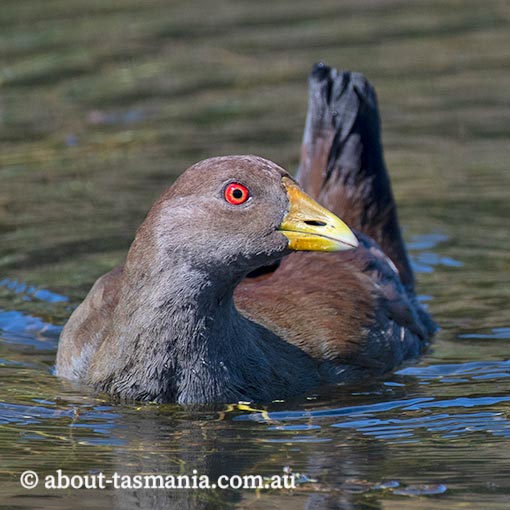 Tasmanian Native-hen, Tribonyx mortierii, Tasmania