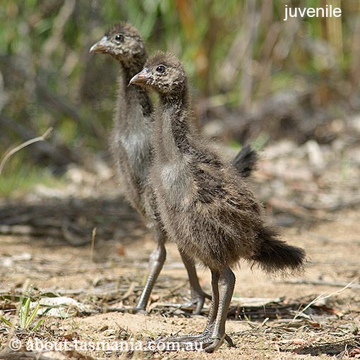Tasmanian Native-hen, Tribonyx mortierii, Tasmania