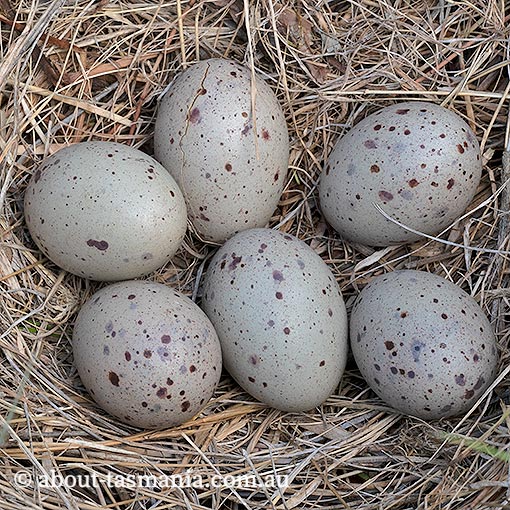 Tasmanian Native-hen | About Tasmania