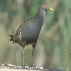 Tasmanian Native-hen