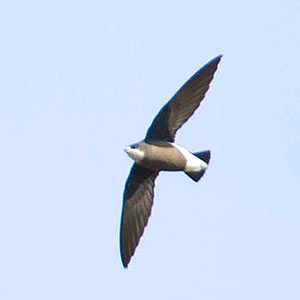 White-throated Needletail