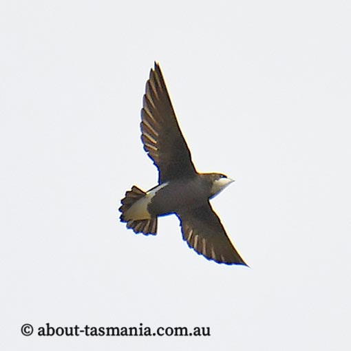 White-throated Needletail, Hirundapus caudacutus, Tasmania