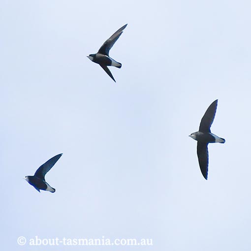 White-throated Needletail, Hirundapus caudacutus, Tasmania
