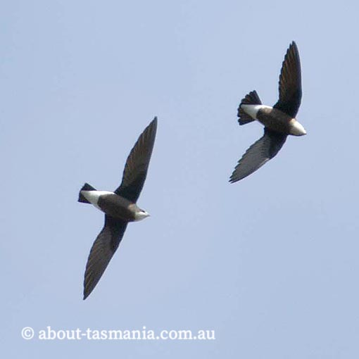 White-throated Needletail, Hirundapus caudacutus, Tasmania