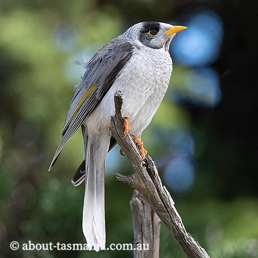 Noisy Miner, Manorina melanocephala, Tasmania