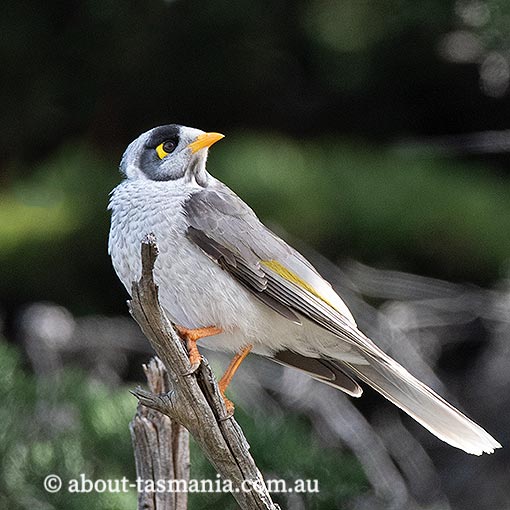 Noisy Miner, Manorina melanocephala, Tasmania