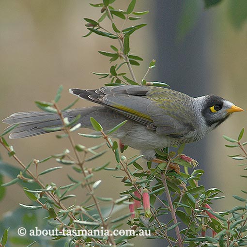 Noisy Miner, Manorina melanocephala, Tasmania