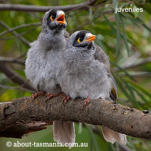 Noisy Miner, Manorina melanocephala, Tasmania