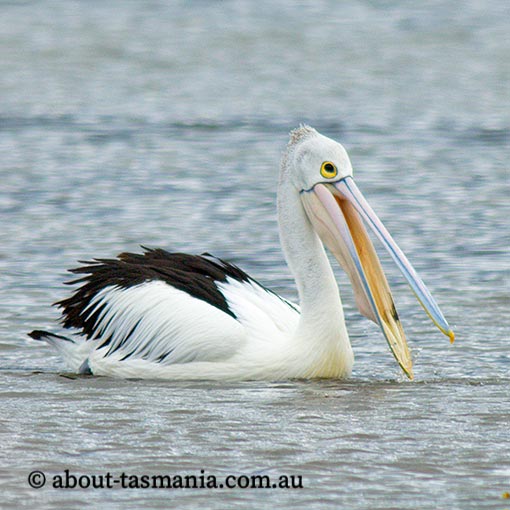 Australian Pelican, Pelecanus conspicillatus, Tasmania