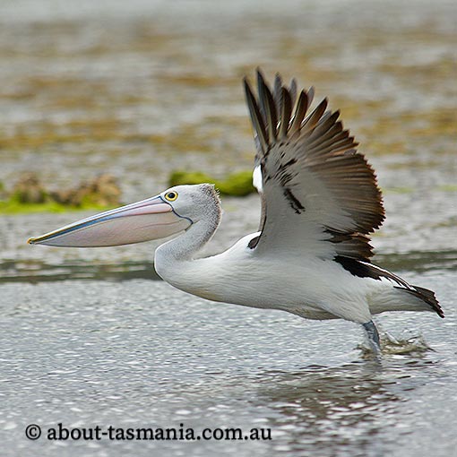 Australian Pelican, Pelecanus conspicillatus, Tasmania