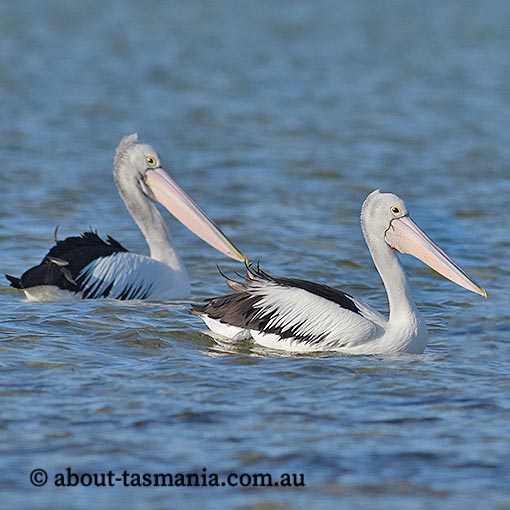 Australian Pelican, Pelecanus conspicillatus, Tasmania