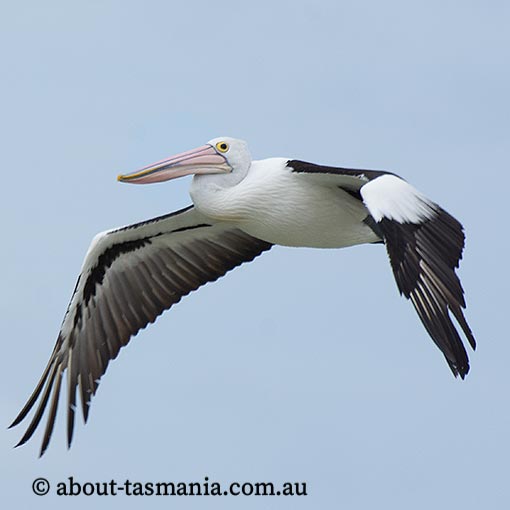 Australian Pelican, Pelecanus conspicillatus, Tasmania