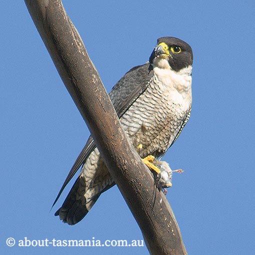 Peregrine Falcon, Falco peregrinus, Tasmania