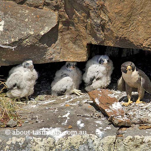 Peregrine Falcon, Falco peregrinus, Tasmania