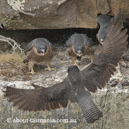 Peregrine Falcon, Falco peregrinus, Tasmania
