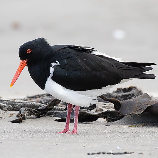 Pied Oystercatcher, Haematopus longirostris, Tasmania