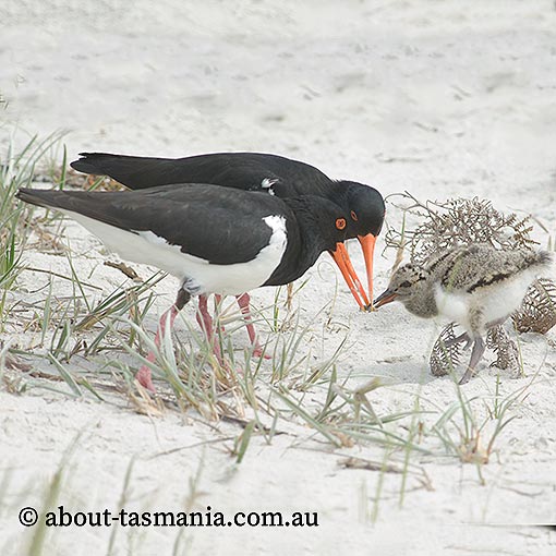 Pied Oystercatcher, Haematopus longirostris, Tasmania