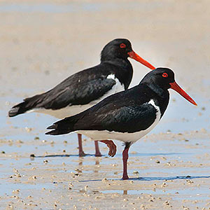 Pied Oystercatchers