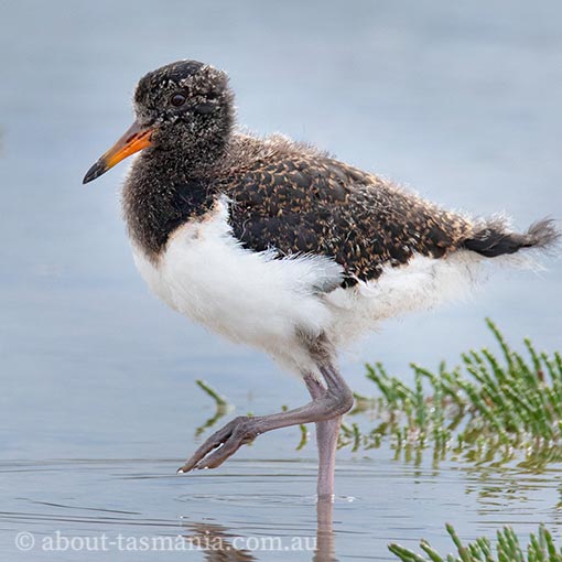 Pied Oystercatcher, Haematopus longirostris, Tasmania