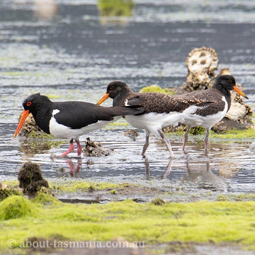 Pied Oystercatcher, Haematopus longirostris, Tasmania