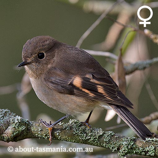 Pink Robin, Petroica rodinogaster, Tasmania