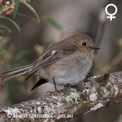 Pink Robin, Petroica rodinogaster, Tasmania