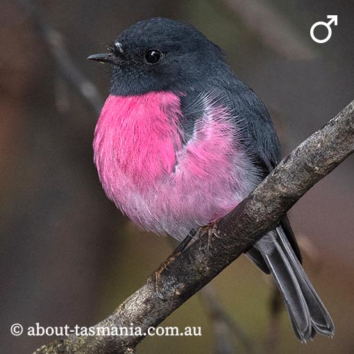 Pink Robin, Petroica rodinogaster, Tasmania