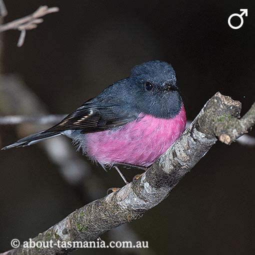 Pink Robin, Petroica rodinogaster, Tasmania