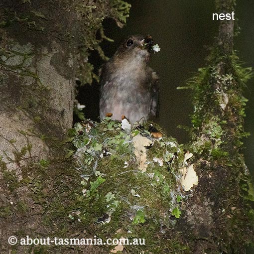 Pink Robin, Petroica rodinogaster, Tasmania